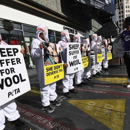 PETA wool protest